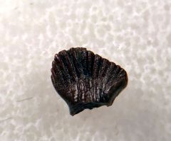 GEM Thescelosaurus tooth for sale | Buried Treasure Fossils