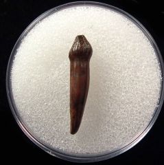 Real Thescelosaurus rooted tooth for sale | Buried Treasure Fossils