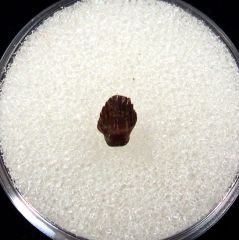 Rooted Thescelosaurus premaxillary tooth for sale | Buried Treasure Fossils