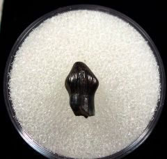 Quality Thescelosaurus premaxillary tooth for sale | Buried Treasure Fossils