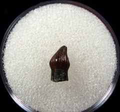 Real Thesc premaxillary tooth for sale | Buried Treasure Fossils