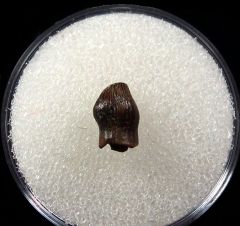 Quality Thescelosaurus premaxillary tooth for sale | Buried Treasure Fossils