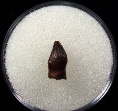 Hell Creek Thescelosaurus premaxillary tooth for sale | Buried Treasure Fossils