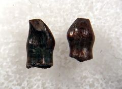Hell Creek Thescelosaurus teeth for sale | Buried Treasure Fossils