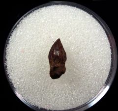 Thescelosaurus dinosaur teeth for sale | Buried Treasure Fossils