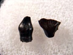 Cretaceous dinosaur teeth for sale | Buried Treasure Fossils