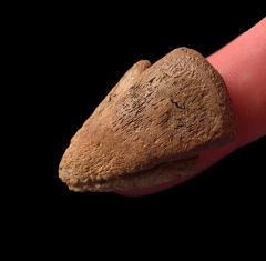 Thescelosaurus claw for sale | Buried Treasure Fossils