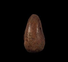 Thescelosaurus claw for sale | Buried Treasure Fossils