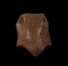 Thescelosaurus pes bone for sale | Buried Treasure Fossils