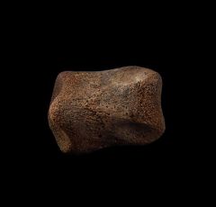 Thescelosaurus pes bone | Buried Treasure Fossils