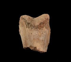 Thescelosaurus pes digit | Buried Treasure Fossils