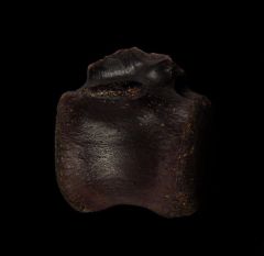 Hell Creek Thescelosaurus vertebra for sale | Buried Treasure Fossils