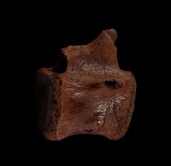 Hell Creek Thescelosaurus vertebra for sale | Buried Treasure Fossils
