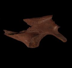 Thescelosaurus