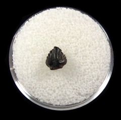 Cheap Ankylosaurus spitter tooth for sale | Buried Treasure Fossils