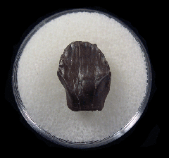 Hell Creek Denversaurus tooth for sale | Buried Treasure Fossils