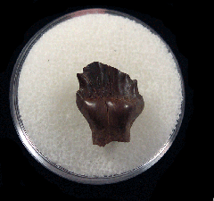 Hell Creek Denversaurus tooth for sale | Buried Treasure Fossils