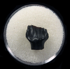 Hell Creek Denversaurus tooth for sale | Buried Treasure Fossils