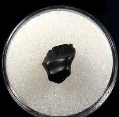 Quality Denversaurus spitter tooth for sale | Buried Treasure Fossils