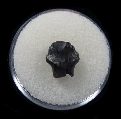 Hell Creek Denversaurus tooth for sale | Buried Treasure Fossils