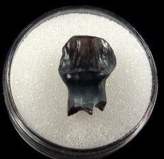 Large Edmontonia tooth for sale | Buried Treasure Fossils