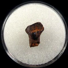 Edmontia rugosidens tooth for sale | Buried Treasure Fossils