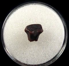 Judith River Nodosaur tooth for sale | Buried Treasure Fossils