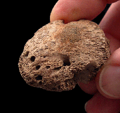 Ankylosaurid ungual from Canada | Buried Treasure Fossils
