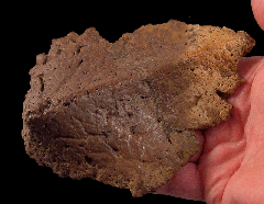 Ankylosaurus scute for sale | Buried Treasure Fossils