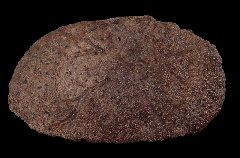 Ankylosaur osteoderm for sale