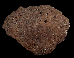 Lance Creek Denversaurus scute for sale | Buried Treasure Fossils