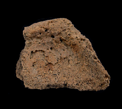 Ankylosaur osteoderm for sale | Buried Treasure Fossils