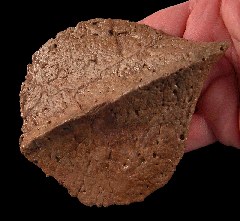 Zuul crurivastator osteoderm