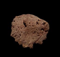 Ankylosaur bony armor for sale | Buried Treasure Fossils