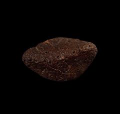 Campanian Ankylosaur scute for sale | Buried Treasure Fossils