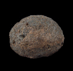 Ankylosaurus scute