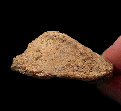 Ankylosaurid osteoderm from Canada | Buried Treasure Fossils