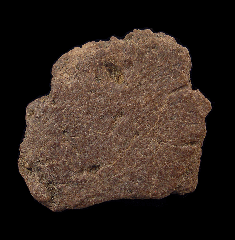 Ankylosaurus scute 