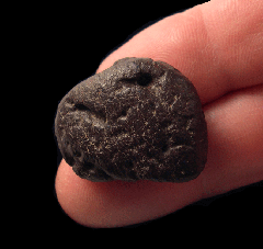 Ankylosaurus osteoderm | Buried Treasure Fossils