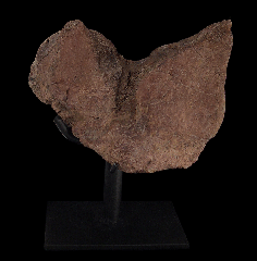 Lance Creek Denversaurus scute with bite marks
