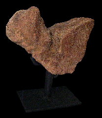 Denversaurus osteoderm for sale 