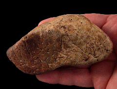 Nodosaur scute 