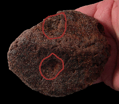 Lance Creek Denversaurus scute with bite marks