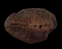 Nodosaur scute 