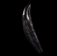 Big Allosaurus fragilis tooth for sale |Buried Treasure Fossils