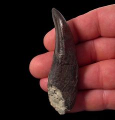 Rooted Allosaurus tooth for sale |Buried Treasure Fossils