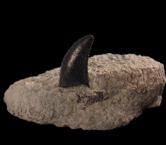 Real Allosaurus tooth for sale |Buried Treasure Fossils