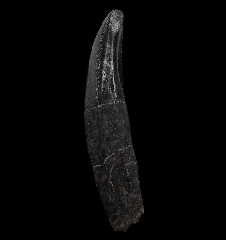Rooted Allosaurus tooth |Buried Treasure Fossils