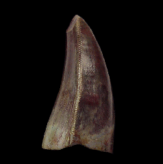 Jurassic Allosaurus tooth for sale |Buried Treasure Fossils
