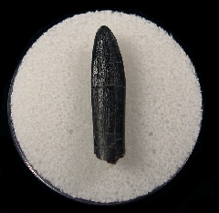 Diplodocus tooth for sale | Buried Treasure Fossils